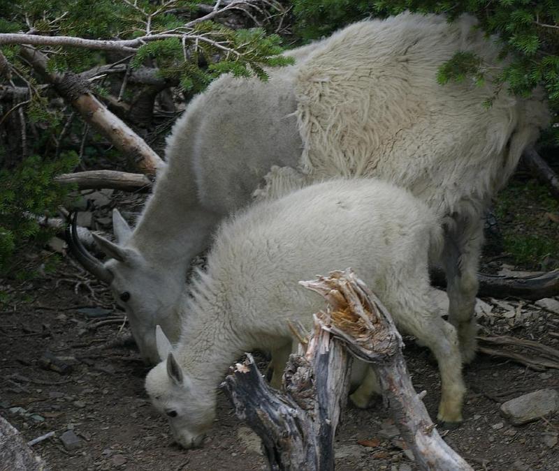 mama goat 1.jpg